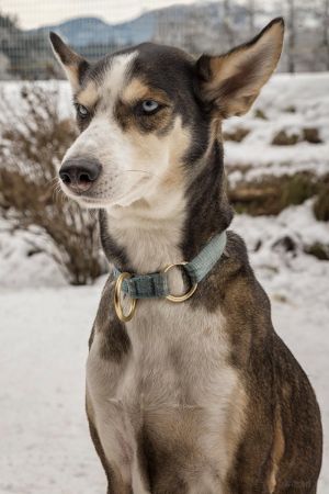 Gringo - Schlittenhund